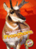 Pronghorn