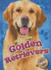 Golden Retrievers (Awesome Dogs)