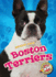 Boston Terriers Awesome Dogs