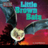 Little Brown Bats (in Winter, Where Do They Go? )