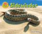 Sidewinder (Desert Animals Searchin' for Shade)