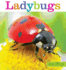 Seedlings: Ladybugs