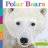 Seedlings: Polar Bears