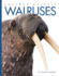 Walruses (Amazing Animals)