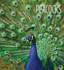 Peacocks (Living Wild)