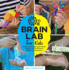 Brain Lab for Kids: 52 Mind-Blowing Experiments, Models, and Activities to Explore Neuroscience: 15 (Lab Series)