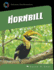 Great Hornbill (21st Century Skills Library: Exploring Our Rainforests)