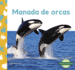 Manada De Orcas / Orca Whale Pod