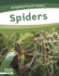 Neighborhood Safari: Spiders