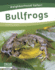 Bullfrogs (Neighborhood Safari)