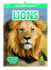 Lions Wild About Animals