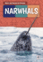 Narwhals Weird and Wonderful Animals