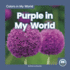 Purple in My World Colors in My World
