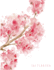 Sketchbook: Cherry Blossom on White Cover (8.5 X 11) Inches 110 Pages, Blank Unlined Paper for Sketching, Drawing, Whiting, Journaling & Doodling (Cherry Blossom on White Sketchbook)