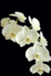 Phanaelopsis Orchid Notebook