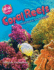 Coral Reefs: Undersea Rainbows