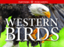 Western Birds: Pocket Guide