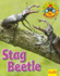 Stag Beetle (Wildlife Watchers)