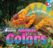 Animal Colors (All About Animals)