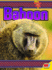 Baboon