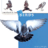 Birds (Young Scientist Concepts & Projects)