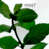 Mint (Little Kitchen Library)