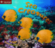 Sea Creatures (Start Reading S. )