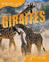 Animal Lives: Giraffes (Qed Animal Lives S. )