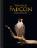 Peregrine Falcon