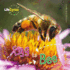 Egg to Bee (Lifecycles)