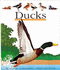 Ducks (First Discovery) (First Discovery Series)