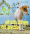 Slum Dogs of India