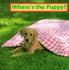 Where's the Puppy? (Peek-a-Boo)