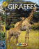 Giraffes