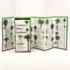 Palms of the Southeast: Folding Guide (Foldingguides)