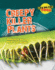 Creepy Killer Plants Format: Paperback