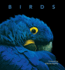 Birds: Deluxe Series