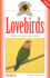 Lovebirds: a Guide to Caring for Your Lovebird