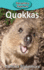 Quokkas (Elementary Explorers)