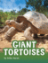 Giant Tortoises (Animals)