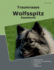 Traumrasse Wolfsspitz: Keeshond