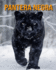 Pantera Negra: Incrveis Curiosidades e Fotos da Pantera Negra