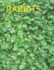 Rabbits