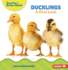 Ducklings: A First Look