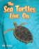 The Sea Turtles Live on