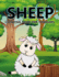 Sheep Coloring Book For Toddlers