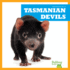 Tasmanian Devils