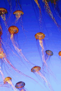 Jellyfish (Journal / Notebook)