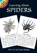 Learning about Spiders