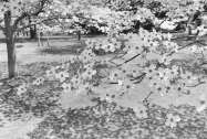Lee Friedlander: Cherry Blossom Time in Japan: The Complete Works